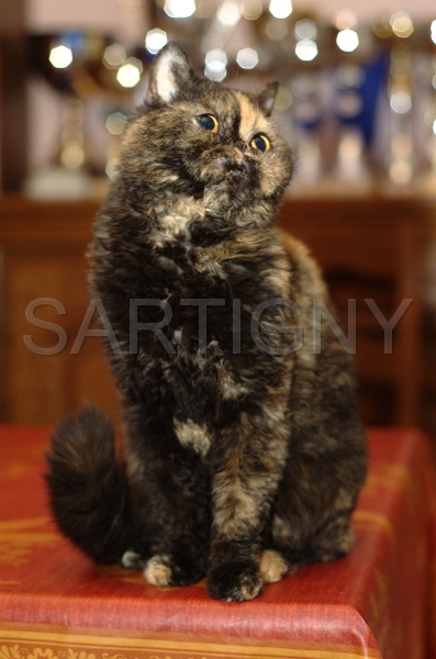 SELKIRK 021.jpg